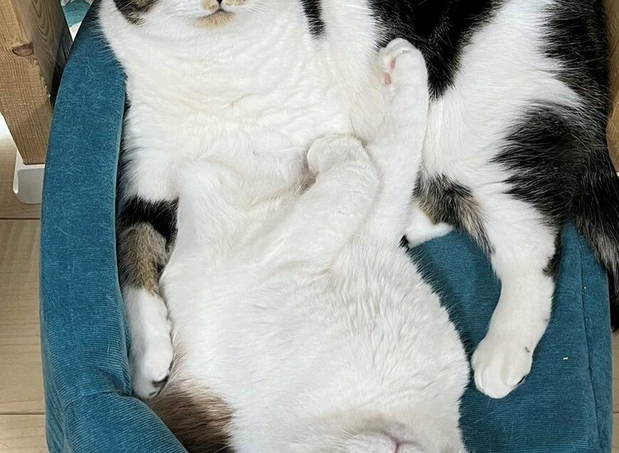 出所：@torotolo106106