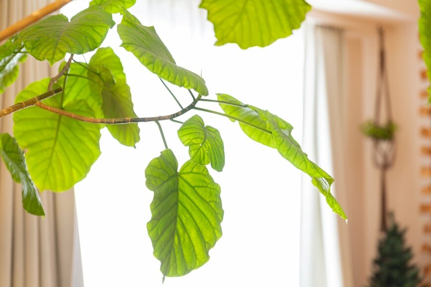 Sayuri I/shutterstock.com