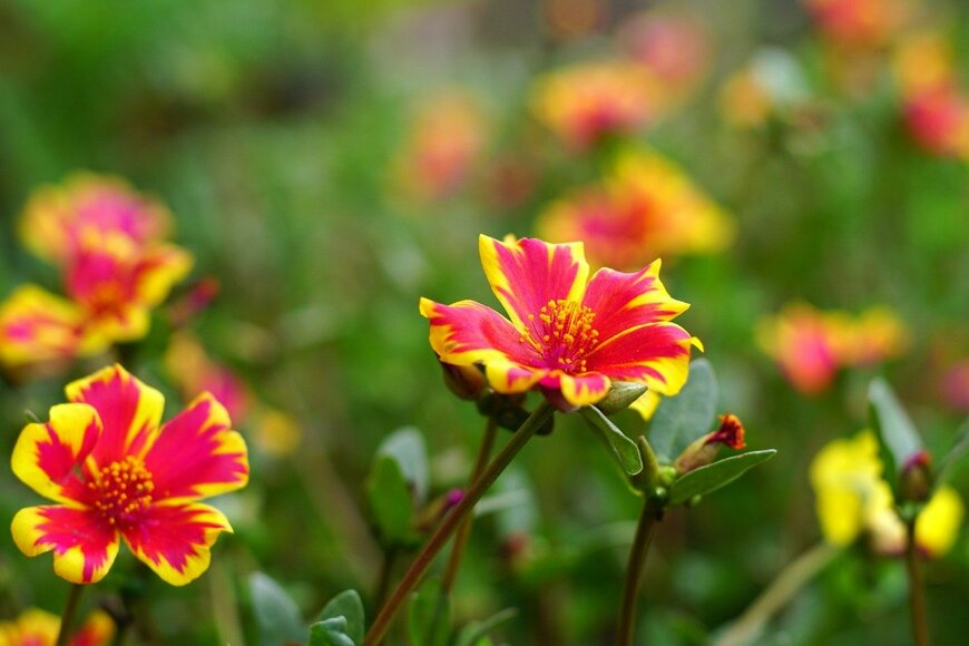 wahid hasyim asyariy/istockphoto.com