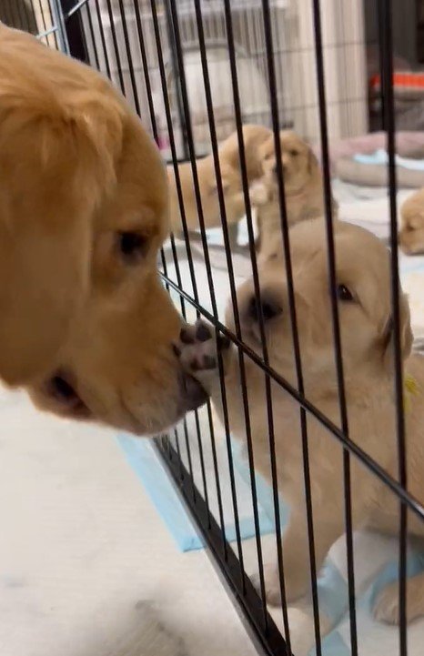 出所：@pu_channeldesu