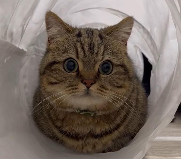 出所：@chopachabi81