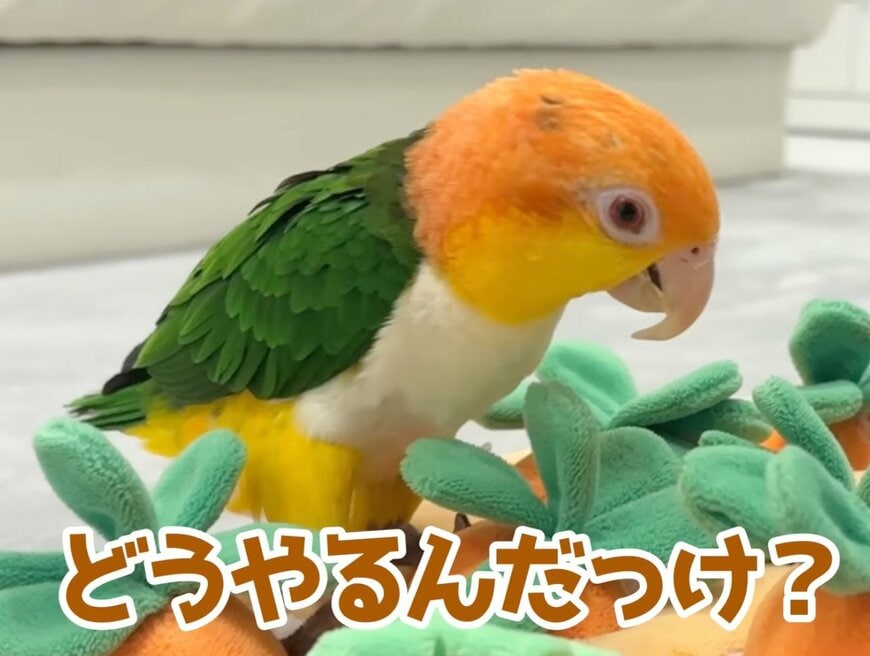 【おもちゃで遊ぶインコ】お手本を見ていないと思いきや…　予想外の学習能力に「笑いました」
