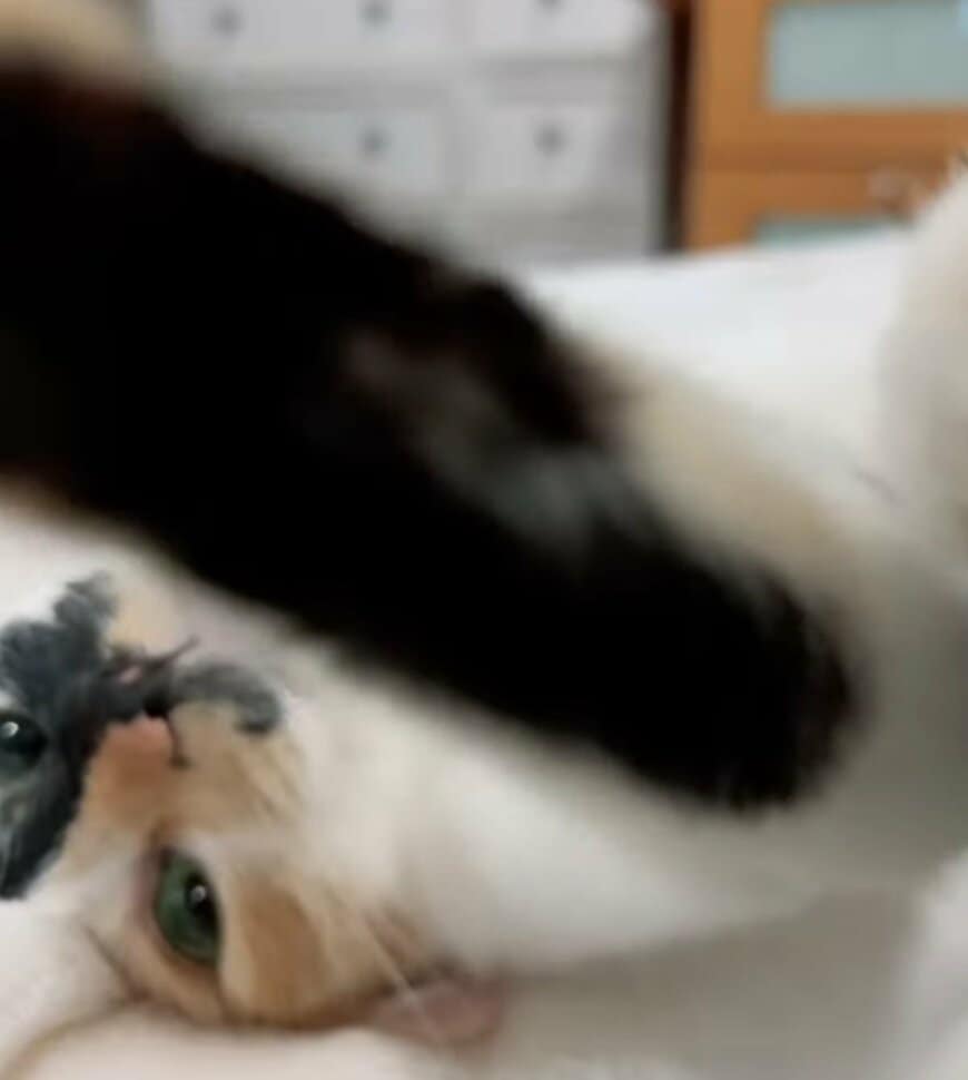 出所：@hikaitimilky