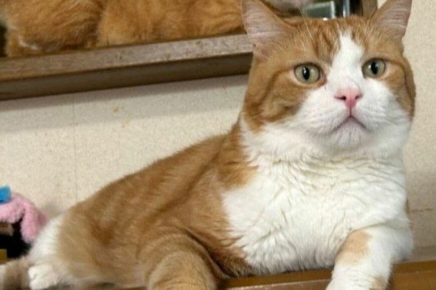 【目覚めたらこれ】飼い主に対する「猫の静かな圧」に思わず二度見　「大好きなアニメのシーンとそっくり」