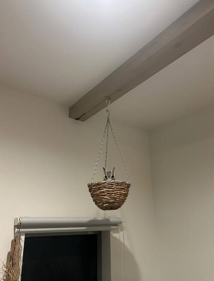 出所：@hiji.mozu_owl