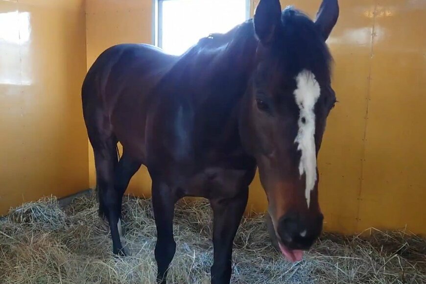 馬房でくつろぐオジュウチョウサン　あざとすぎる姿に「こんなに可愛かったのな」【2023年03月ベストセレクション】