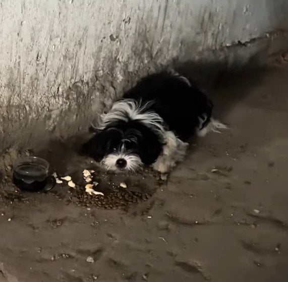 住宅地の4階で衰弱して動けなくなっていた子犬を救助 感染症の可能性が疑われ、病院で治療を開始