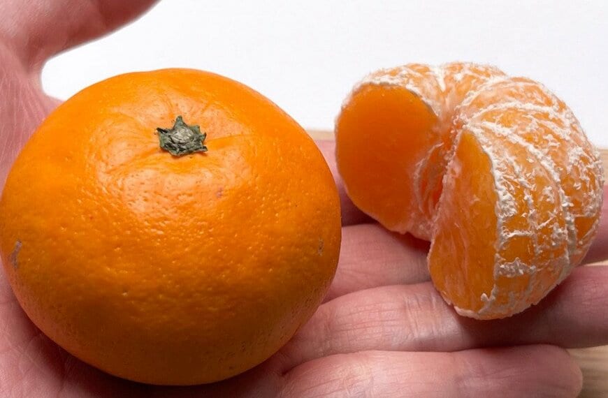 出所：@nendo_snail