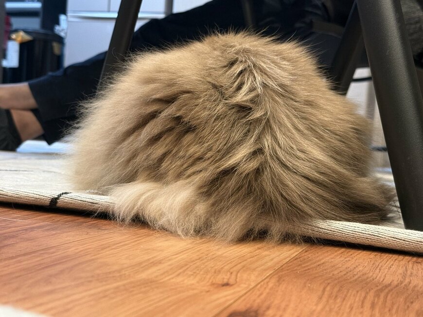 「尻を向けた猫」のモフモフ感が最高すぎる…　顔が見えなくても伝わる愛らしさ