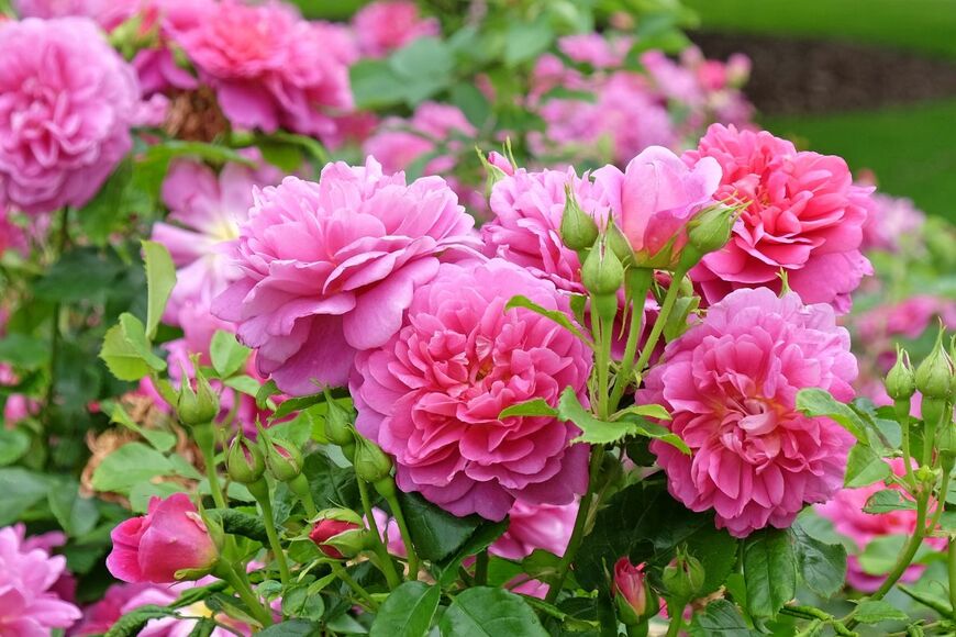 濃いピンク色の、八重咲きのバラ