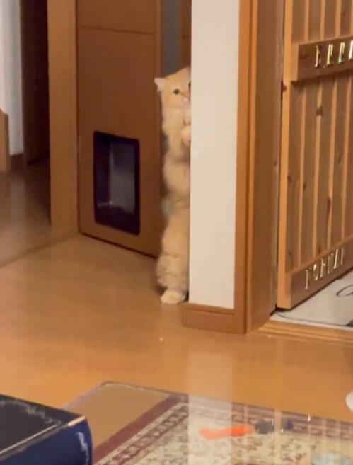 こちらを見つめる猫