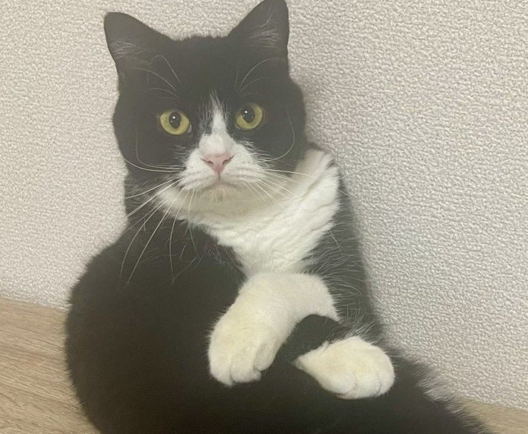 猫をサボる猫……?