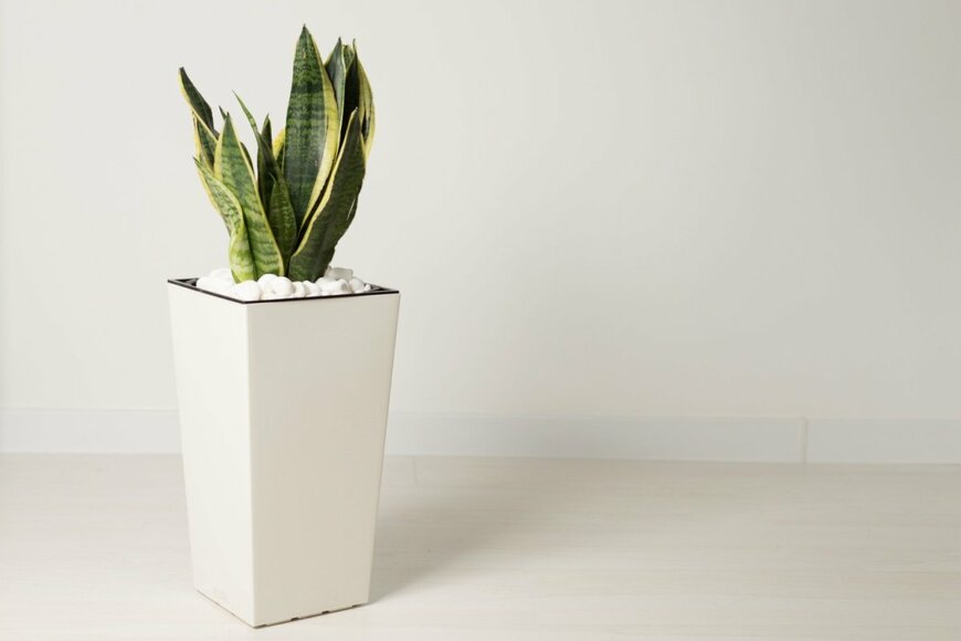 観葉植物のサンセベリア。形は細長く、色は緑と黄色。