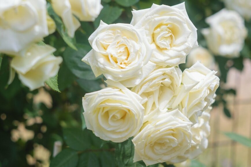 クリームイエローのバラ、エリナ