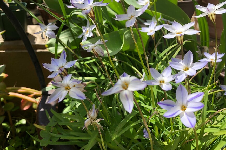 淡い青色のハナニラの花