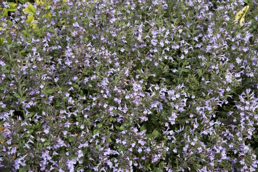 シソ科のカラミンサ。薄紫の小さな花が一面に咲いている。