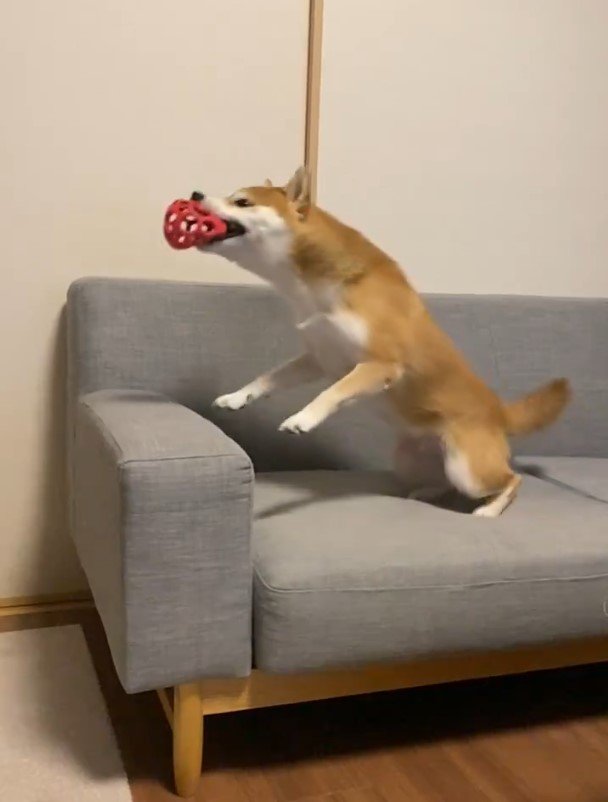 ボール遊びをする柴犬