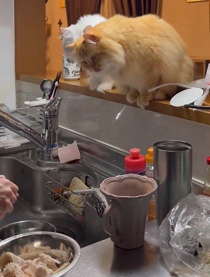 ささみが欲しい猫