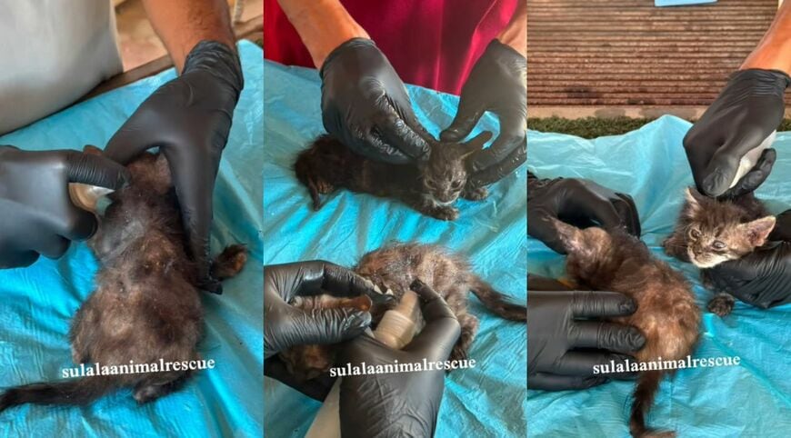 軟膏や薬で治療を受ける子猫たち
