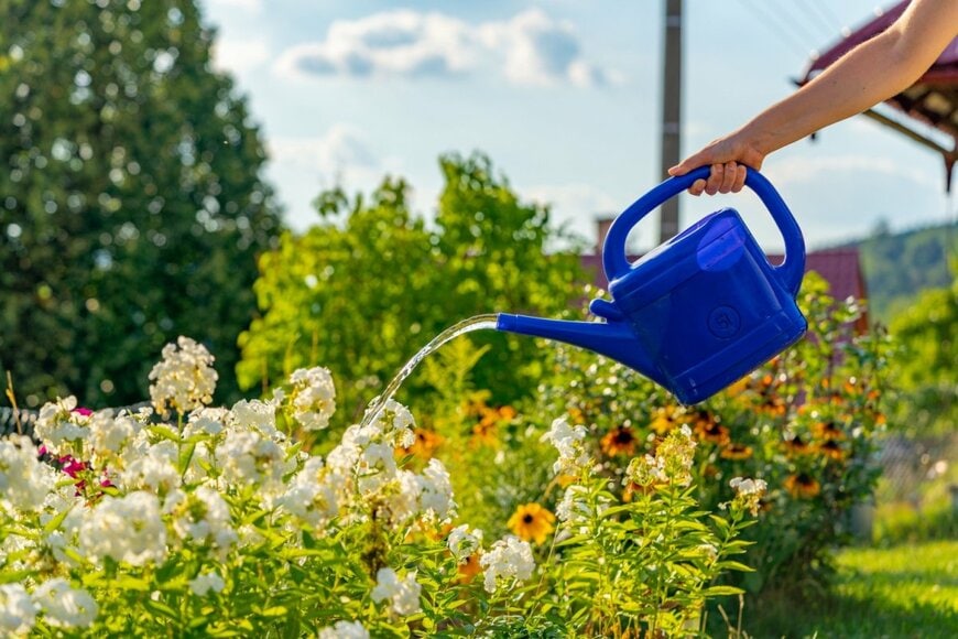 白い花や黄色い花が咲く夏花壇に、じょうろで水をやる様子