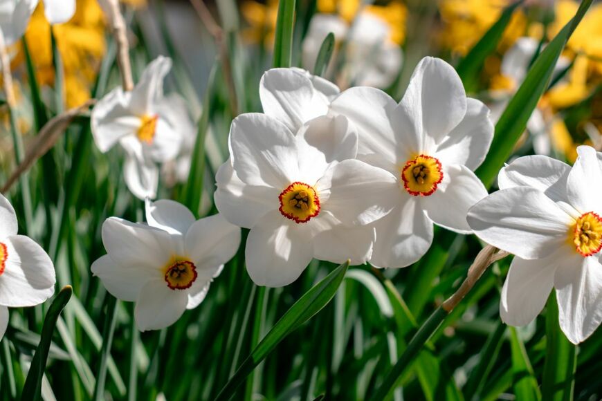 気品ある花姿と、いい香りが魅力の「スイセン」