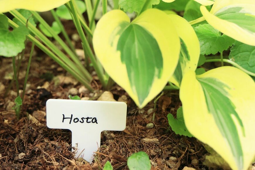 ギボウシの葉の下に挿されているネームプレート