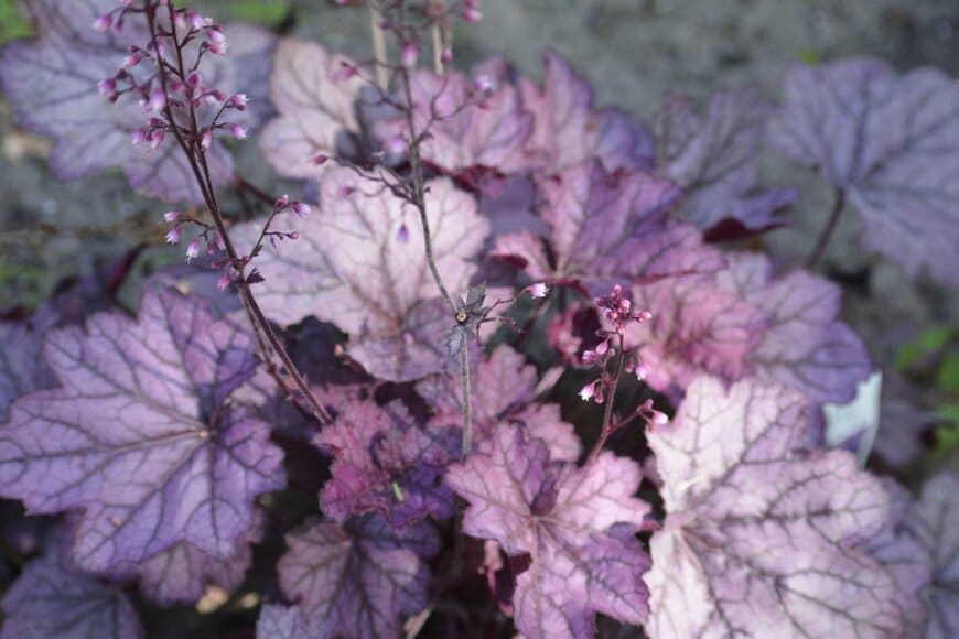 細い茎にピンクの小花を咲かせているヒューケラ