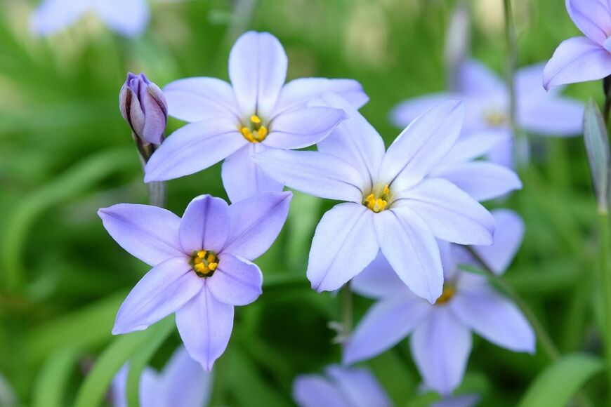 星の形の小花がキュートな「ハナニラ（イフェイオン）」