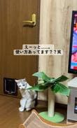 【違う、そうじゃない】おしゃれ爪とぎを買った結果→猫ちゃんまさかの行動に爆笑