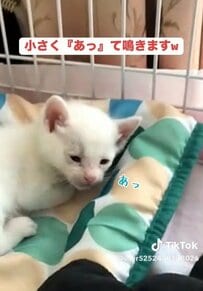 保護猫が成長すると……手のひらサイズから→現在の姿が衝撃！