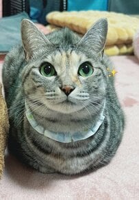 元保護猫ちゃんに「お手」をお願いしたら→個性的でかわいすぎる反応に癒される人が続出！