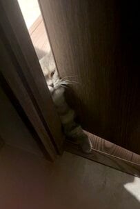 電気を消してトイレにいたら　猫がとったまさかの行動に笑ってしまう