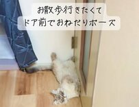 「お散歩行きたいんだけど…」ドア前で不機嫌そうに待つ猫　しっぽパタパタの“おねだり姿”が可愛すぎると話題