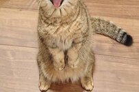 立ったままあくびする猫さん、悶絶級の「表情」で注目浴びる