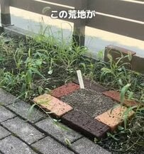 【築30年超の和風中古戸建DIY】撒くだけ簡単！玄関前の荒れ地が美しいガーデンスペースに大変身