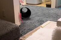 自宅で目撃した「怪奇現象の正体」に衝撃走る　2匹の保護猫の行動が話題に