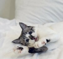 猫じゃらしに夢中で飼い主を引っ掻いてしまった猫…しゅんとした表情がかわいい