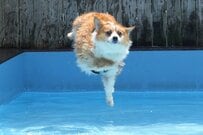 コーギーだらけの水泳大会？が話題　思わず目を疑う光景に「夢のような世界だ」