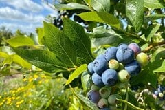 高橋英樹 広々とした自宅庭を披露！寄せ植えの花壇やブルーベリーに「素敵なお庭」「可愛らしいお花ばかり」「流石は大御所！」と反響。 