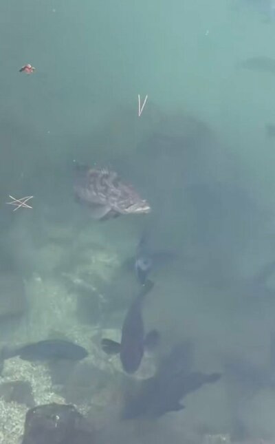 海で生息する魚が大量発生