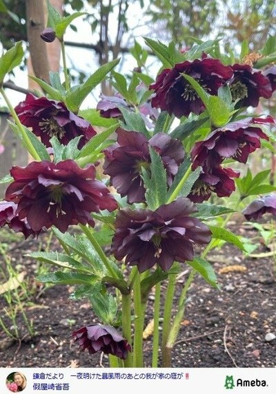 假屋崎省吾の公式ブログ投稿