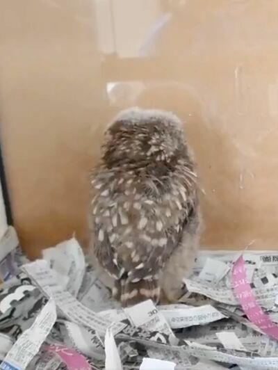 投稿動画のワンシーン