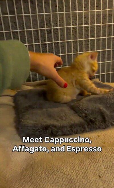 毛布の上にいるオレンジ色の子猫と、そこへ伸ばされた人の手