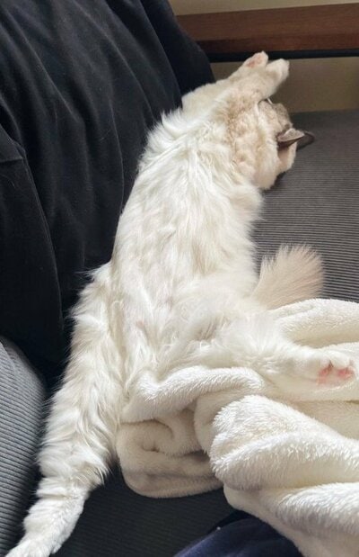 リラックスするピノちゃん