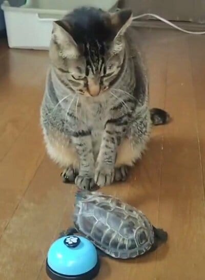 驚いたのかバランスを崩す軍曹くん