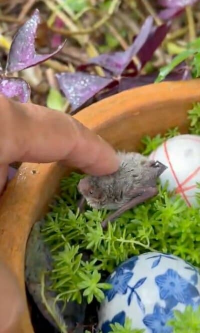 投稿主さんが触れてもコウモリは落ち着いている様子です