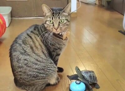 「ボディアタック」してベルを鳴らした軍曹くん