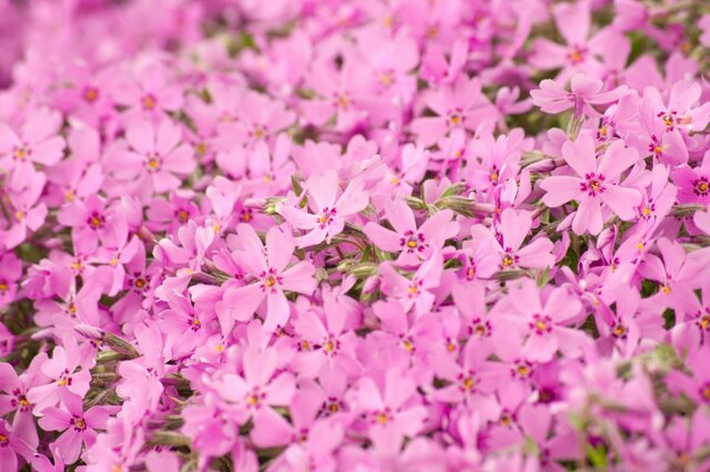 【春ガーデニング】これから植えどき！白やピンクの春の花＜多年草・一年草6選＞