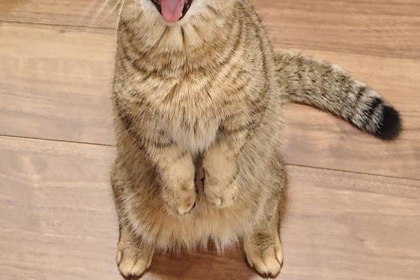 立ったままあくびする猫さん、悶絶級の「表情」で注目浴びる