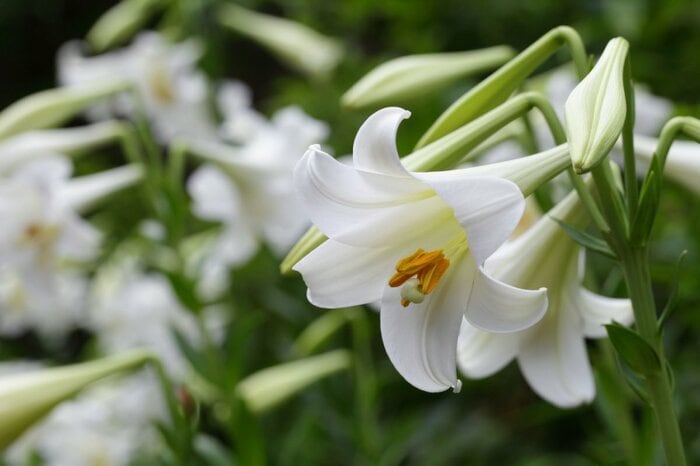 研ナオコ 自宅ガーデニングを披露。株分けした花の色の違いも紹介「色違いでどちらもめっちゃ綺麗」「不思議だなぁ…」と反響。